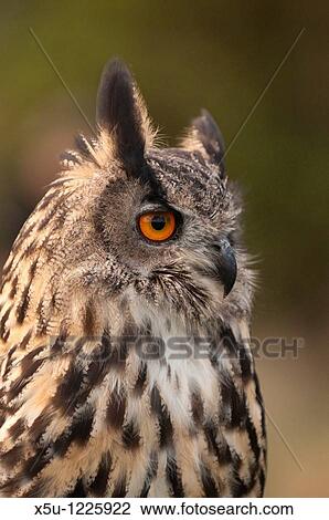 Eurasian eagle owl, one of the largest owls in the world, is now breeding in the UK Usual prey is mice, rats, moles, small rabbits Closeup of head showing distinctive ear tufts View Large Photo Image Stock Image - Eurasian eagle owl, one of the largest owls in the world, is now breeding in the UK Usual prey is mice, rats, moles, small rabbits Closeup of head showing distinctive ear tufts. Fotosearch