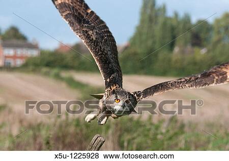 Eurasian eagle owl, one of the largest owls in the world, is now breeding in the UK Usual prey is mice, rats, moles, small rabbits Owl flying and focussing on prey View Large Photo Image Stock Photo - Eurasian eagle owl, one of the largest owls in the world, is now breeding in the UK Usual prey is mice, rats, moles, small rabbits Owl flying and focussing on prey. Fotosearch