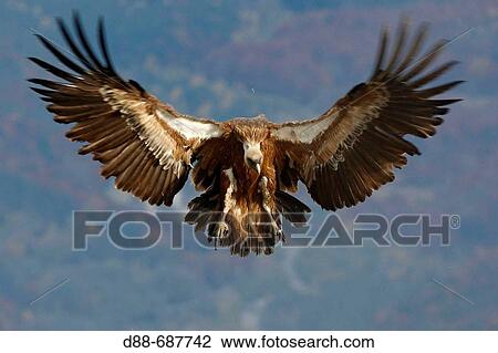 Eurasian Griffon Vulture (Gyps fulvus) in a feeding facility for necrophagous birds. View Large Photo Image Stock Image - Eurasian Griffon Vulture (Gyps fulvus) in a feeding facility for necrophagous birds.. Fotosearch