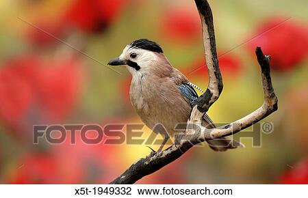 Eurasian Jay (Garrulus glandarius) This bird is found throughout western Europe, northwest Africa and southeast and eastern Asia. View Large Photo Image Stock Image - Eurasian Jay (Garrulus glandarius) This bird is found throughout western Europe, northwest Africa and southeast and eastern Asia.. Fotosearch