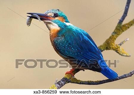 Stock Photo - Eurasian kingfisher, Alcedo atthis, perched on a branch with a fish in beak. Fotosearch