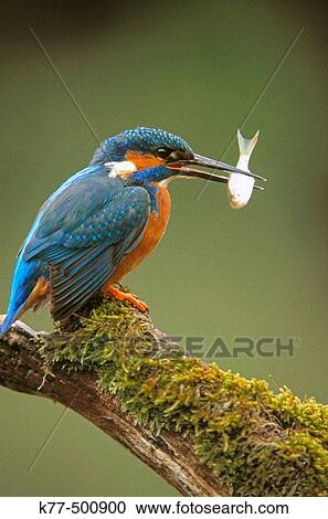 Eurasian kingfisher, male with fish (Alcedo atthis). Germany. View Large Photo Image Stock Image - Eurasian kingfisher, male with fish (Alcedo atthis). Germany.. Fotosearch