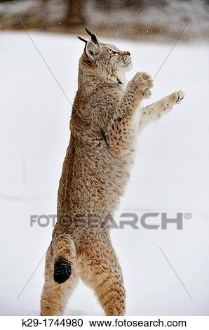 Eurasian lynx Lynx lynx, Bozeman, Montana, USA View Large Photo Image Stock Image - Eurasian lynx Lynx lynx, Bozeman, Montana, USA. Fotosearch