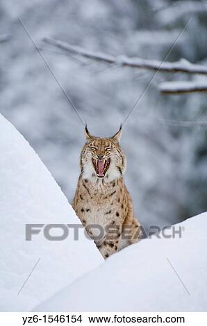 Picture - Eurasian lynx (Lynx lynx) in snow, yawning, Bavarian Forest National Park, Germany. Fotosearch
