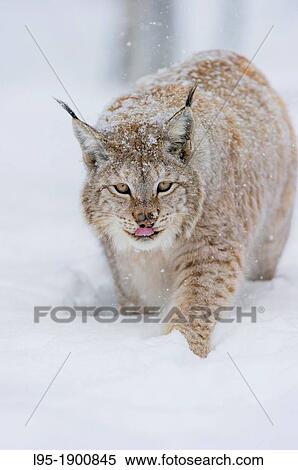 Eurasian Lynx Lynx lynx in winter fur over snow and under snowfall, controlled conditions, Norway View Large Photo Image Stock Photography - Eurasian Lynx Lynx lynx in winter fur over snow and under snowfall, controlled conditions, Norway. Fotosearch