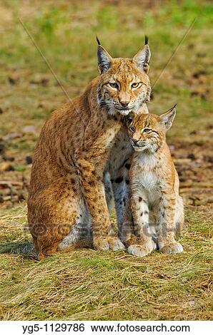Stock Photograph - Eurasian Lynx, Lynx lynx, mother with cub. Fotosearch