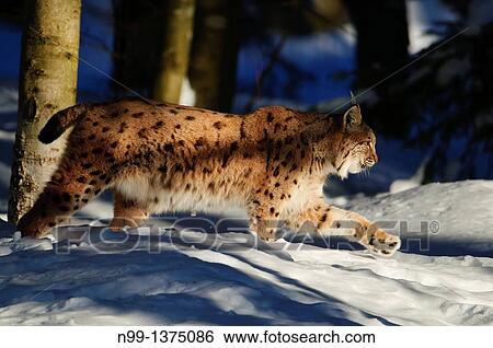 Eurasian Lynx Lynx lynx, stalking through the snow, National Park Bayerischer Wald, Bavaria, Germany View Large Photo Image Stock Photograph - Eurasian Lynx Lynx lynx, stalking through the snow, National Park Bayerischer Wald, Bavaria, Germany. Fotosearch