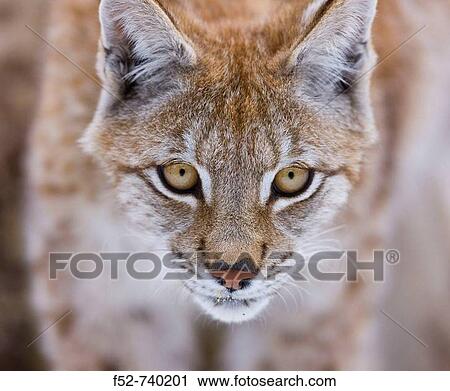 Eurasian Lynx (Lynx lynx) View Large Photo Image Stock Image - Eurasian Lynx (Lynx lynx). Fotosearch