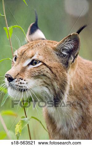 Eurasian Lynx (Lynx lynx). View Large Photo Image Stock Image - Eurasian Lynx (Lynx lynx).. Fotosearch