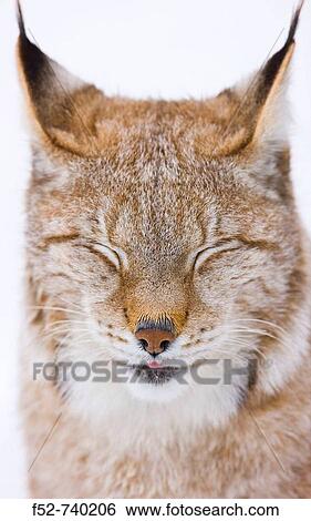 Stock Photograph - Eurasian Lynx (Lynx lynx). Fotosearch