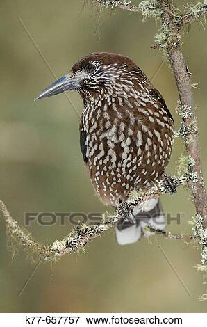 Stock Photo - Eurasian Nutcracker (Nucifraga caryocatactes). Upper Engadin, Switzerland.. Fotosearch
