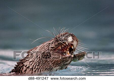 Eurasian otter (Lutra lutra) View Large Photo Image Stock Photo - Eurasian otter (Lutra lutra). Fotosearch