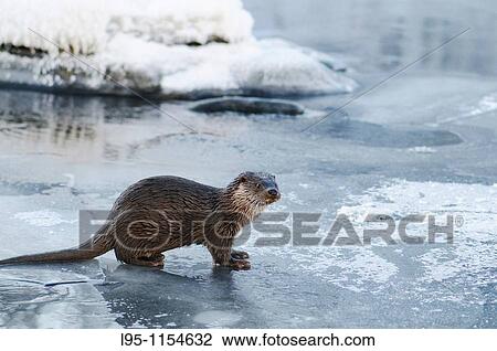 Eurasian Otter Lutra lutra young individual playing and fish feeding over frozen surface of the river in Kajaani, Finland, in winter at minus 37C controlled conditions View Large Photo Image Stock Image - Eurasian Otter Lutra lutra young individual playing and fish feeding over frozen surface of the river in Kajaani, Finland, in winter at minus 37C controlled conditions. Fotosearch
