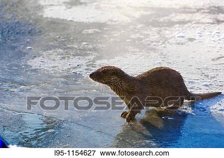 Stock Photo - Eurasian Otter Lutra lutra young individual playing and fish feeding over frozen surface of the river in Kajaani, Finland, in winter at minus 37C. Fotosearch