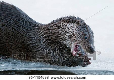 Eurasian Otter Lutra lutra young individual playing and fish feeding over frozen surface of the river in Kajaani, Finland, in winter at minus 37C controlled conditions View Large Photo Image Stock Photo - Eurasian Otter Lutra lutra young individual playing and fish feeding over frozen surface of the river in Kajaani, Finland, in winter at minus 37C controlled conditions. Fotosearch