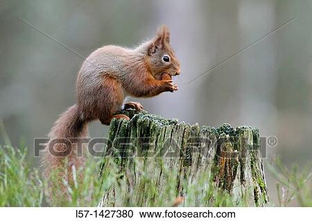Eurasian Red Squirrel, Sciurus vulgaris, Europaeisches Eichhoernchen, Cairngorms NP, Scotland View Large Photo Image Stock Image - Eurasian Red Squirrel, Sciurus vulgaris, Europaeisches Eichhoernchen, Cairngorms NP, Scotland. Fotosearch