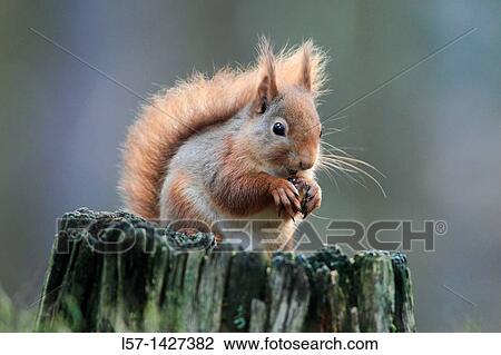 Eurasian Red Squirrel, Sciurus vulgaris, Europaeisches Eichhoernchen, Cairngorms NP, Scotland View Large Photo Image Stock Image - Eurasian Red Squirrel, Sciurus vulgaris, Europaeisches Eichhoernchen, Cairngorms NP, Scotland. Fotosearch