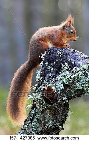 Eurasian Red Squirrel, Sciurus vulgaris, Europaeisches Eichhoernchen, Cairngorms NP, Scotland View Large Photo Image Stock Photography - Eurasian Red Squirrel, Sciurus vulgaris, Europaeisches Eichhoernchen, Cairngorms NP, Scotland. Fotosearch