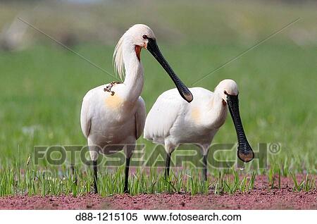Eurasian Spoonbill or Common Spoonbill. Kerkini lake. Greece. Platalea leucorodia. Order: Pelecaniformes Family: Threskiornithidae. View Large Photo Image Stock Photography - Eurasian Spoonbill or Common Spoonbill. Kerkini lake. Greece. Platalea leucorodia. Order: Pelecaniformes Family: Threskiornithidae.. Fotosearch