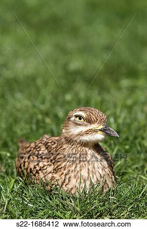 Eurasian Stone Curlew, Burhinus oedicnemus. View Large Photo Image Stock Image - Eurasian Stone Curlew, Burhinus oedicnemus.. Fotosearch