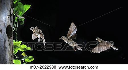 Eurasian Wryneck Jynx torquilla on flight coming to hole nest left by other woodpeckers View Large Photo Image Stock Photo - Eurasian Wryneck Jynx torquilla on flight coming to hole nest left by other woodpeckers. Fotosearch