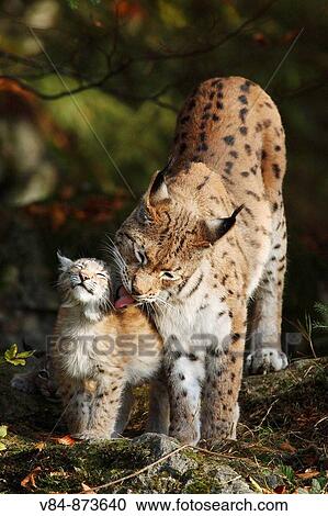 Eurasischer Luchs / Eurasian Lynx / Lynx lynx View Large Photo Image Stock Image - Eurasischer Luchs / Eurasian Lynx / Lynx lynx. Fotosearch
