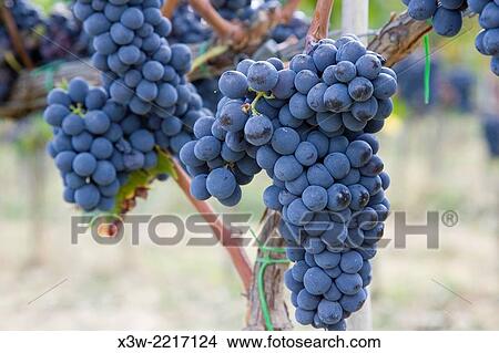 europ, italy, tuscany, montalcino, vineyards, grapes. View Large Photo Image Picture - europ, italy, tuscany, montalcino, vineyards, grapes.. Fotosearch