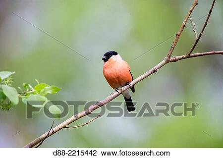 Europe, Finland, Kuhmo area, Kajaani, Bullfinch, Common bullfinch or Eurasian bullfinch (Pyrrhula pyrrhula), adult male. View Large Photo Image Stock Image - Europe, Finland, Kuhmo area, Kajaani, Bullfinch, Common bullfinch or Eurasian bullfinch (Pyrrhula pyrrhula), adult male.. Fotosearch