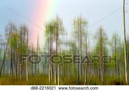 Europe, Finland, Kuhmo area, Kajaani, Taiga, forest with pine (Pinus sylvestris). the other most common species are spruce (Picea abies) downy birch (Betula pubescens) and silver birch (Betula pendula). View Large Photo Image Stock Image - Europe, Finland, Kuhmo area, Kajaani, Taiga, forest with pine (Pinus sylvestris). the other most common species are spruce (Picea abies) downy birch (Betula pubescens) and silver birch (Betula pendula).. Fotosearch