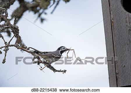 Europe, Finland, Kuhmo area, Kajaani, White Wagtail (Motacilla alba), bring matriel to build the nest in the box. View Large Photo Image Stock Photo - Europe, Finland, Kuhmo area, Kajaani, White Wagtail (Motacilla alba), bring matriel to build the nest in the box.. Fotosearch