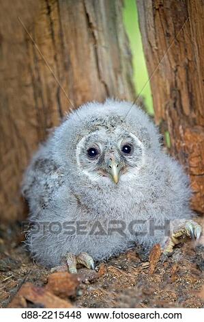 Europe, Finland, Kuhmo area, Kajaani, Ural owl (Strix uralensis, young in the nest. View Large Photo Image Stock Photo - Europe, Finland, Kuhmo area, Kajaani, Ural owl (Strix uralensis, young in the nest.. Fotosearch
