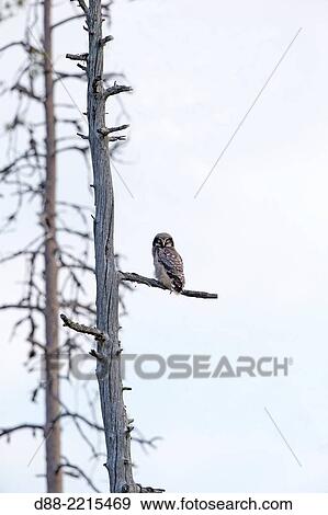 Stock Photo - Europe, Finland, Kuhmo area, Kajaani, Northern hawk-owl (Surnia ulula), young just out of nest perched on an old pine.. Fotosearch