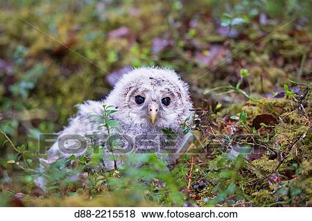Europe, Finland, Kuhmo area, Kajaani, Ural owl (Strix uralensis, young just after he left the nest, on the ground. View Large Photo Image Stock Photo - Europe, Finland, Kuhmo area, Kajaani, Ural owl (Strix uralensis, young just after he left the nest, on the ground.. Fotosearch
