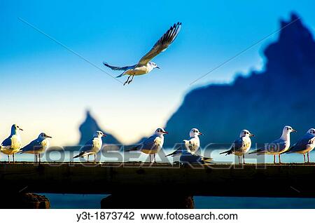 Europe, France, Alpes-Maritimes, Mandelieu Seagulls View Large Photo Image Stock Image - Europe, France, Alpes-Maritimes, Mandelieu Seagulls. Fotosearch