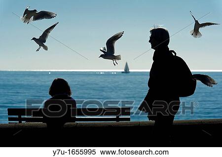 Europe, France, Alpes-Maritimes, Cannes. Seagulls by the sea. View Large Photo Image Stock Photography - Europe, France, Alpes-Maritimes, Cannes. Seagulls by the sea.. Fotosearch