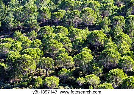 Europe, France, Bouches-du-Rhone 13, Marseille, European Capital of Culture 2013, 9th district, creek, Calanque National Park since 18/04/2012 Pine tree forest, aerial view View Large Photo Image Stock Photo - Europe, France, Bouches-du-Rhone 13, Marseille, European Capital of Culture 2013, 9th district, creek, Calanque National Park since 18/04/2012 Pine tree forest, aerial view. Fotosearch
