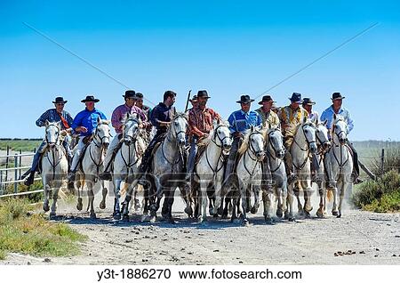 Europe, France, Bouches-du-Rhone, Regional Natural Park of Camargue, Saintes-Maries-de-la-Mer. Abrivado. View Large Photo Image Stock Image - Europe, France, Bouches-du-Rhone, Regional Natural Park of Camargue, Saintes-Maries-de-la-Mer. Abrivado.. Fotosearch