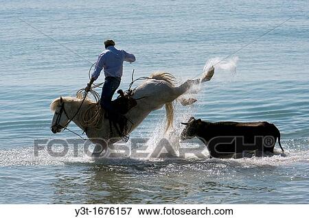 Europe, France, Bouches-du-Rhone, Saintes-Maries-de-la-Mer, bullfighting demonstration. Acoso y derribo. Guardian bringing a bull to the sea. View Large Photo Image Stock Photo - Europe, France, Bouches-du-Rhone, Saintes-Maries-de-la-Mer, bullfighting demonstration. Acoso y derribo. Guardian bringing a bull to the sea.. Fotosearch