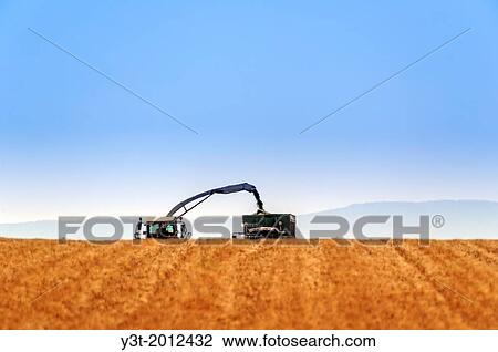 Europe, France, Alpes-de-Haute-Provence, 04, Regional Natural Park of Verdon, Valensole. Harvest lavender. Field totally harvested. View Large Photo Image Stock Image - Europe, France, Alpes-de-Haute-Provence, 04, Regional Natural Park of Verdon, Valensole. Harvest lavender. Field totally harvested.. Fotosearch