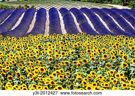 Europe, France, Alpes-de-Haute-Provence, 04, Regional Natural Park of Verdon, Valensole field of sunflowers and lavender. View Large Photo Image Stock Photo - Europe, France, Alpes-de-Haute-Provence, 04, Regional Natural Park of Verdon, Valensole field of sunflowers and lavender.. Fotosearch