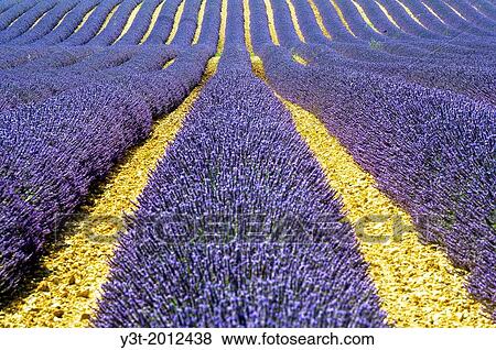 Europe, France, Alpes-de-Haute-Provence, 04, Regional Natural Park of Verdon, Valensole. Field of lavender. View Large Photo Image Stock Photo - Europe, France, Alpes-de-Haute-Provence, 04, Regional Natural Park of Verdon, Valensole. Field of lavender.. Fotosearch