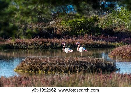 Europe, France, Var, Giens Peninsula. Salins Pesquiers. Flamingos. View Large Photo Image Stock Image - Europe, France, Var, Giens Peninsula. Salins Pesquiers. Flamingos.. Fotosearch