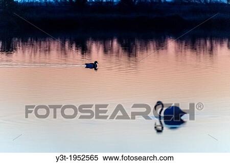 Stock Photography - Europe, France, Var, Giens Peninsula. Salins Pesquiers. Wild Duck and flamingo.. Fotosearch