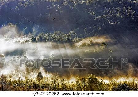 Europe, France, Var, Massif de l? Esterel. Effect of fog in the forest. View Large Photo Image Stock Image - Europe, France, Var, Massif de l? Esterel. Effect of fog in the forest.. Fotosearch