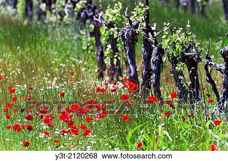 Europe, France, Var. Poppies and Vineyard in the Var hinterland. View Large Photo Image Stock Photo - Europe, France, Var. Poppies and Vineyard in the Var hinterland.. Fotosearch