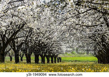 Europe, France, Vaucluse, Luberon. Surroundings of Bonnieux. Field of cherry blossoms. View Large Photo Image Picture - Europe, France, Vaucluse, Luberon. Surroundings of Bonnieux. Field of cherry blossoms.. Fotosearch