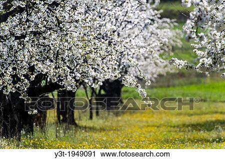 Europe, France, Vaucluse, Luberon. Surroundings of Bonnieux. Field of cherry blossoms. View Large Photo Image Stock Image - Europe, France, Vaucluse, Luberon. Surroundings of Bonnieux. Field of cherry blossoms.. Fotosearch