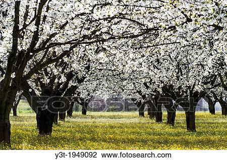 Europe, France, Vaucluse, Luberon. Surroundings of Bonnieux. Field of cherry blossoms. View Large Photo Image Stock Image - Europe, France, Vaucluse, Luberon. Surroundings of Bonnieux. Field of cherry blossoms.. Fotosearch