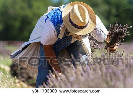 Stock Image - Europe, France, Vaucluse, Pays de Sault Lavender festival Picking. Fotosearch