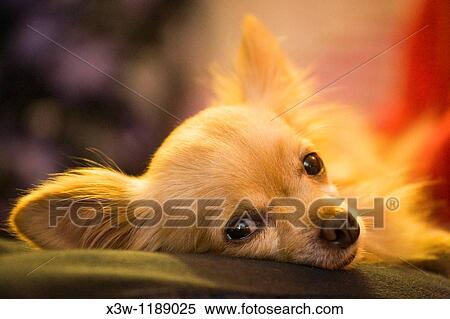 Stock Photography - europe, italy, dog, chihuahua. Fotosearch